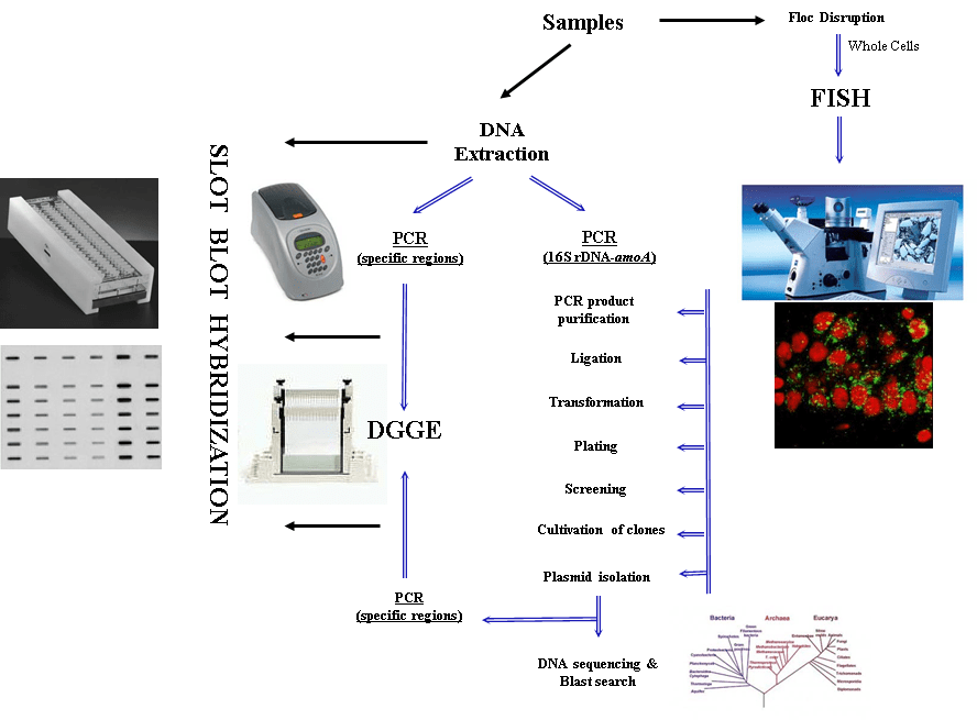 Microbial Ecology Research Group Bioengineering Faculty of